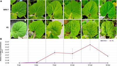 RNA-Seq Transcriptome Analysis Provides Candidate Genes for Resistance to Tomato Leaf Curl New Delhi Virus in Melon